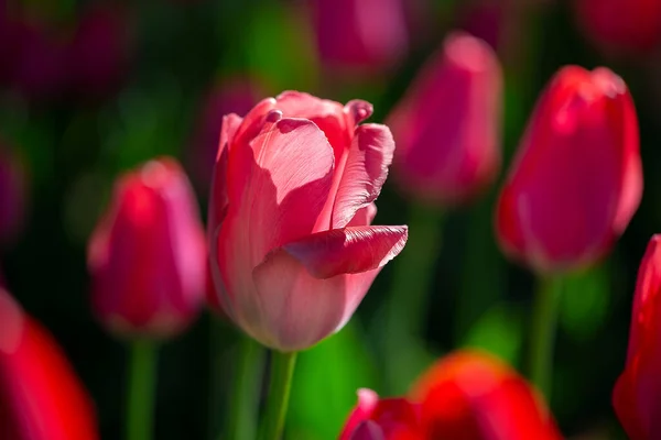 Güzel Bahar Çiçekleri Doğanın Arka Planında Kırmızı Lale — Stok fotoğraf