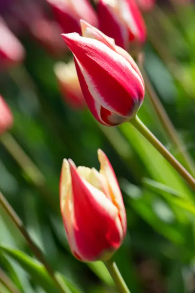Güzel Bahar Çiçekleri Beyaz Çizgili Dikey Kırmızı Laleler — Stok fotoğraf