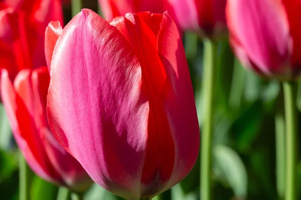 Güzel Bahar Çiçekleri Kırmızı Lale Yakın Plan — Stok fotoğraf