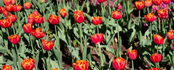 Wiele Czerwonych Tulipanów Ogrodzie — Zdjęcie stockowe