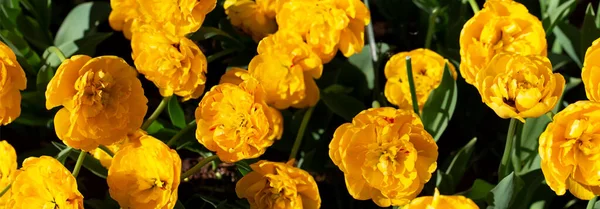 Панорама Жовтих Великих Тюльпанів Красиві Квіти — стокове фото