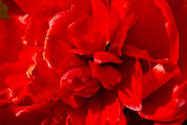 Czerwony Tulipan Bliska Piękny Kwiat Makro Strzał — Zdjęcie stockowe
