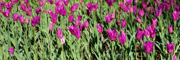 Много Фиолетовых Тюльпанов Саду — стоковое фото