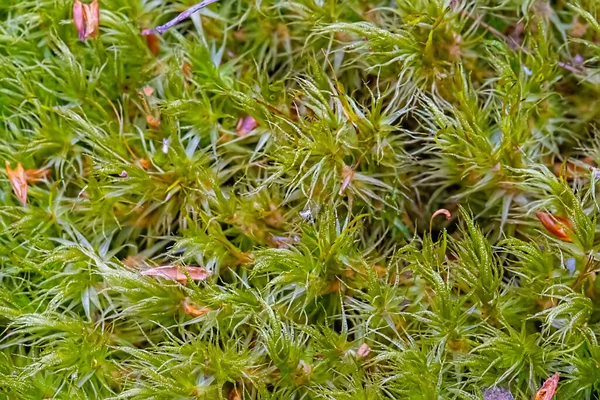 Verde Musgo Frondoso Del Bosque Primer Plano Hierba Forestal — Foto de Stock