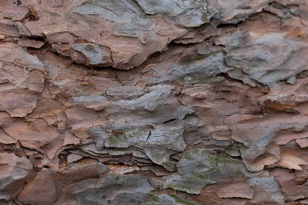 Barken Från Ett Gammalt Träd Fragment Tallstam — Stockfoto