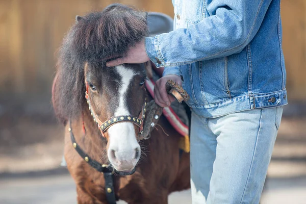 Mano Accarezzando Cavallo Pony Proprietario Cavallo — Foto Stock