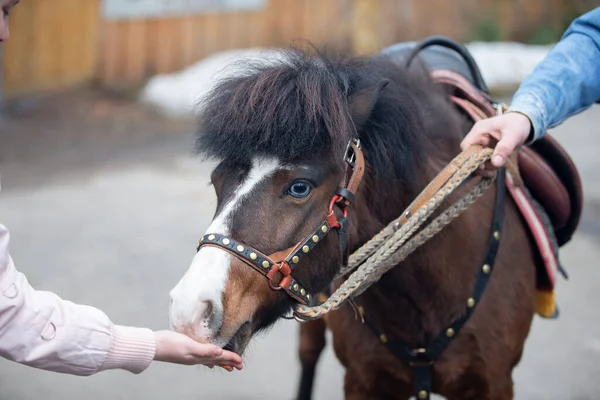 Mano Accarezzando Cavallo Pony Proprietario Cavallo — Foto Stock