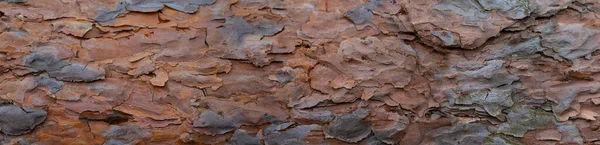 Bandera Corteza Árbol Viejo Fragmento Tronco Pino Panorama Corteza Madera —  Fotos de Stock