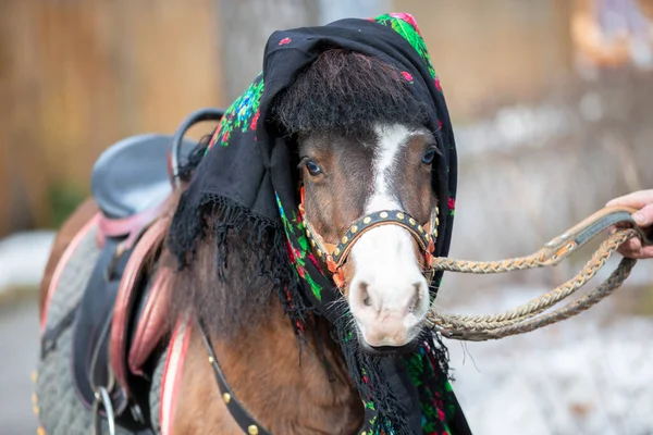 一匹披着俄国披肩的马小马 — 图库照片