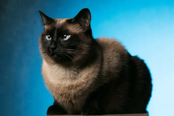 Siamesische Katze Auf Blauem Hintergrund Schönes Tier — Stockfoto