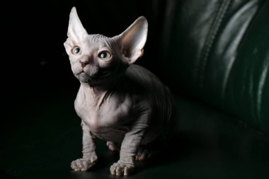 Sphynx kedicik. Karanlık bir arka planda güzel kel bir kedi. Nadir bulunan alışılmadık bir hayvan..