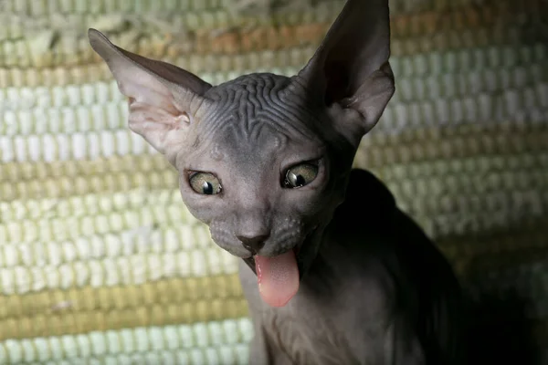 Kotě Sphynx Vtipná Holohlavá Kočka Zívá — Stock fotografie