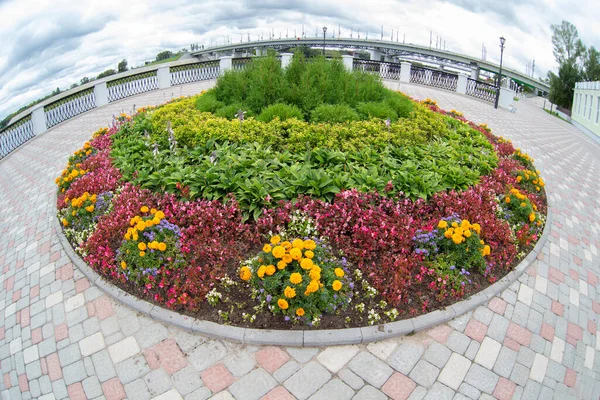 Round flower bed in the city. Flowers on the asphalt background. Landscaping of the street.