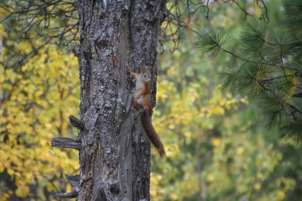 Écureuil dans la nature — Photo