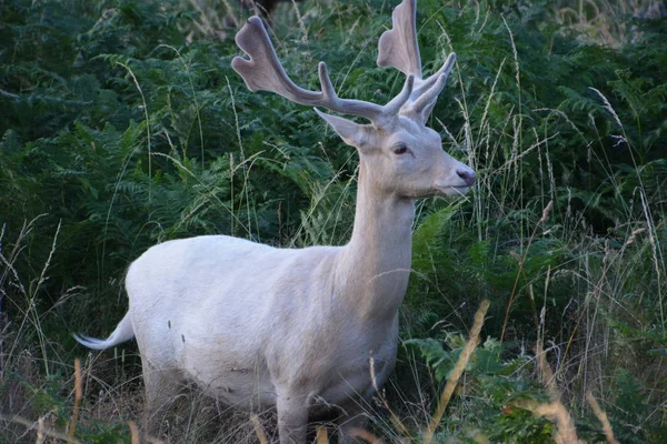 Jeleń w Bushy Park — Zdjęcie stockowe