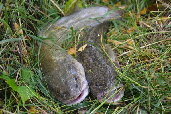 Burbot da Nadym — Foto Stock