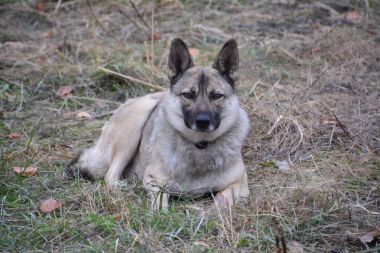 Çürümüş et parçası bulundu kırma.