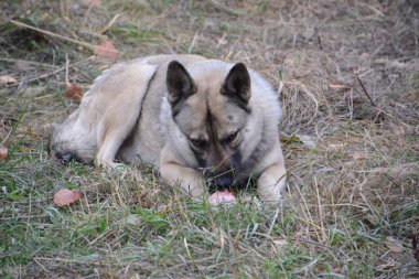 Çürümüş et parçası bulundu kırma.