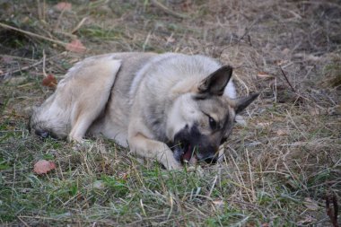 Çürümüş et parçası bulundu kırma.