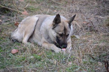 Çürümüş et parçası bulundu kırma.