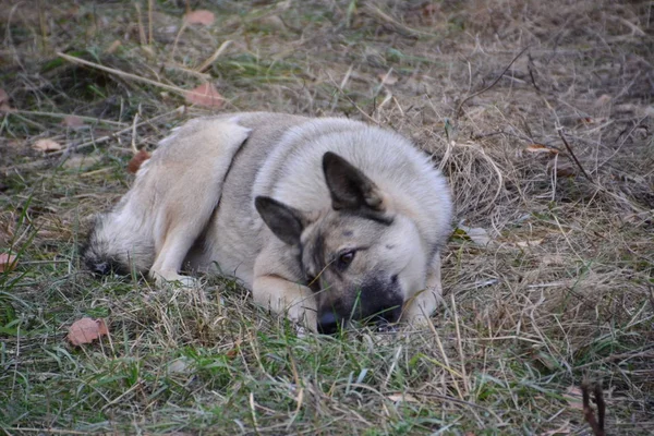 The mongrel found a piece of rotten meat. — Stock Photo, Image