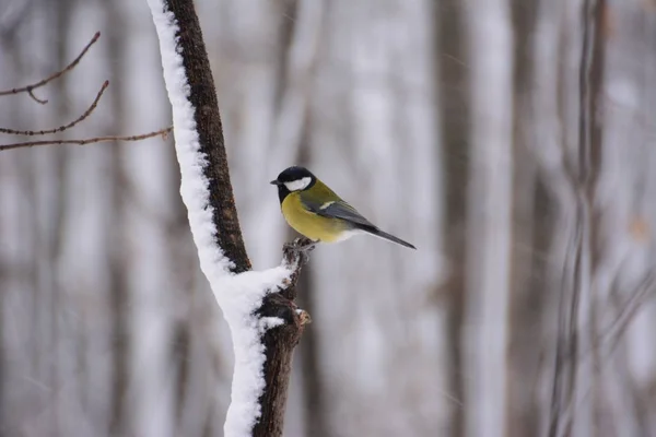 Titmouse Forest First Snow — Stock Photo, Image