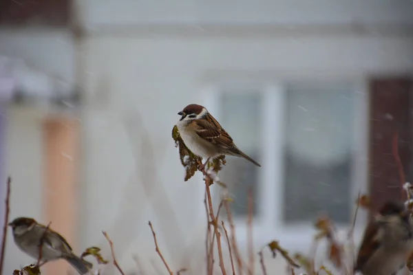 Sparrow Branch Winter First Snow — Stock Photo, Image