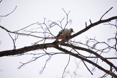 Ağaçkakan ormanın içinde. Kış.