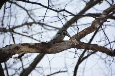 Ağaçkakan ormanın içinde. Kış.