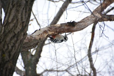 Ağaçkakan ormanın içinde. Kış.