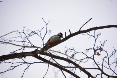 Ağaçkakan ormanın içinde. Kış.
