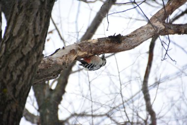 Ağaçkakan ormanın içinde. Kış.