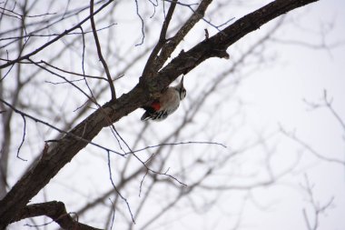 Ağaçkakan ormanın içinde. Kış.