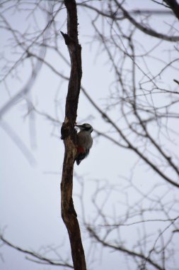 Ağaçkakan ormanın içinde. Kış.