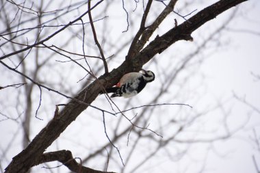 Ağaçkakan ormanın içinde. Kış.