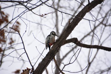 Ağaçkakan ormanın içinde. Kış.