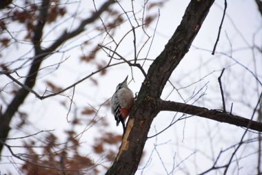 Ağaçkakan ormanın içinde. Kış.