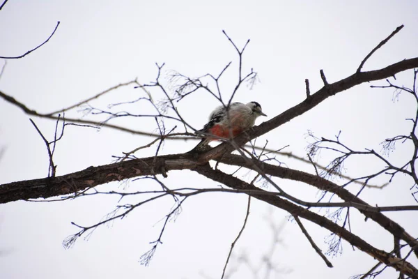 Ağaçkakan ormanın içinde. Kış.