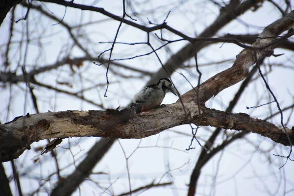 Ağaçkakan ormanın içinde. Kış.