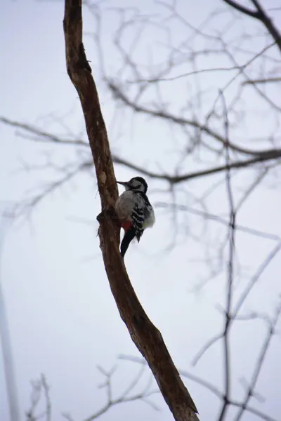 Pájaro Carpintero Bosque Invierno — Foto de Stock