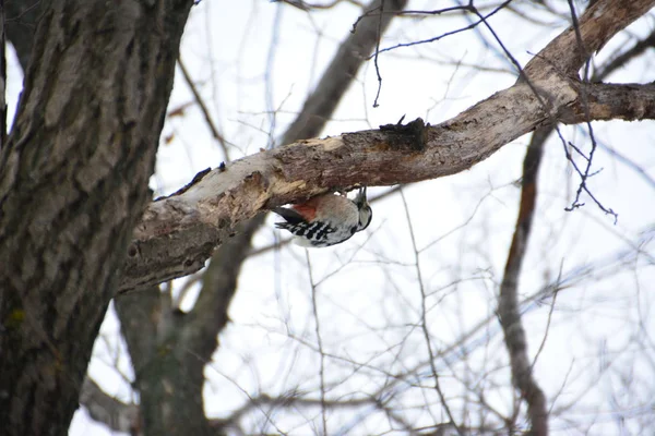 Ağaçkakan ormanın içinde. Kış.