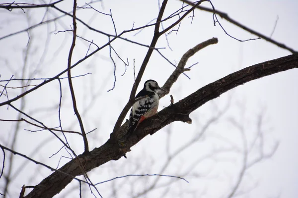 Ağaçkakan ormanın içinde. Kış.
