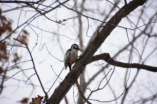 Ağaçkakan ormanın içinde. Kış.