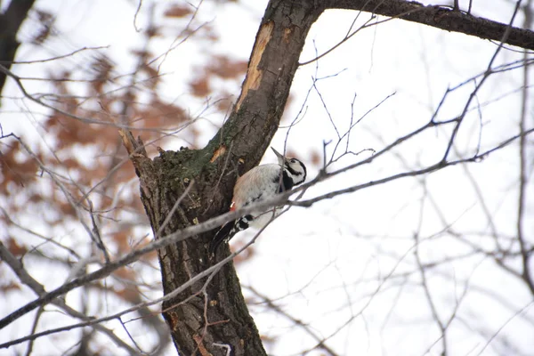 Ağaçkakan ormanın içinde. Kış.