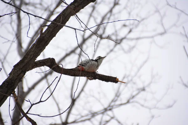 Ağaçkakan ormanın içinde. Kış.