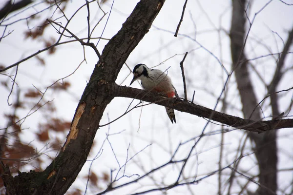 Pájaro Carpintero Bosque Invierno — Foto de Stock