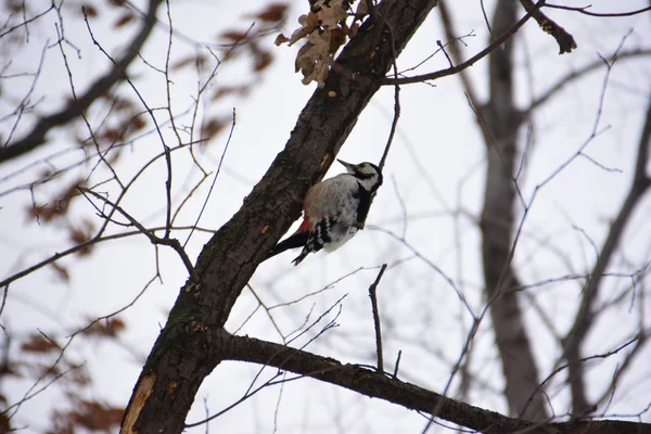 Pájaro Carpintero Bosque Invierno — Foto de Stock