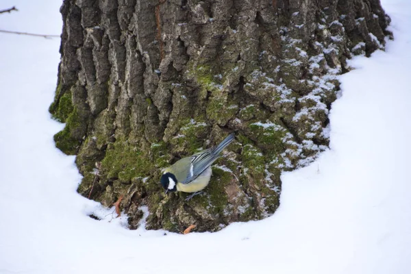 Titmouse Bosque Invierno — Foto de Stock