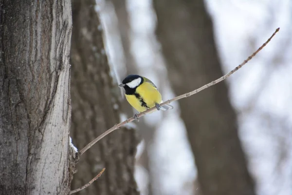 Titmouse Winter Forest — Stock Photo, Image
