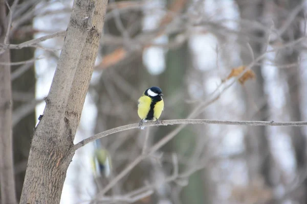 Titmouse Winter Forest — Stock Photo, Image
